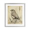 Stupell Industries Vintage Small Sketched Bird Framed Print Under Glass, design by Petal Prints Design